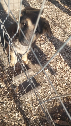 Pui- băiat- ciobănesc german - imagine 3