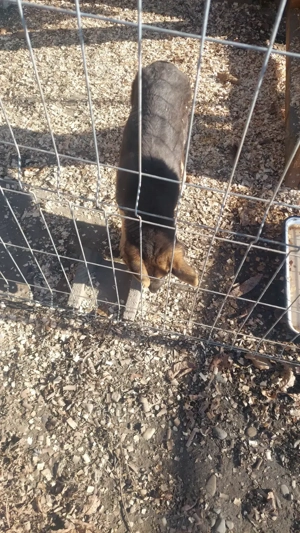 Pui- băiat- ciobănesc german - imagine 4