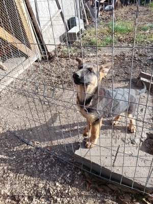 Pui- băiat- ciobănesc german - imagine 5