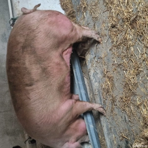 porci rasa de carne - imagine 2