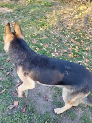 Pui- băiat- ciobănesc german - imagine 2