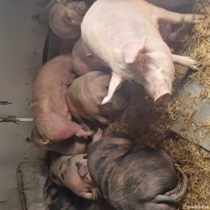 porci rasa de carne - imagine 4