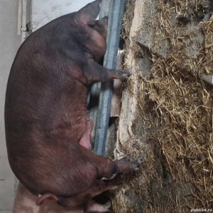 porci rasa de carne - imagine 5