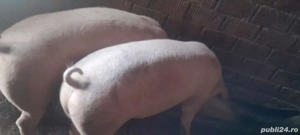 vand porci 180kg bucata  - imagine 5