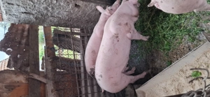 Vând porci de carne rasa Petrean - imagine 4