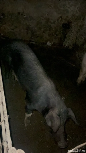 vand porci  - imagine 5