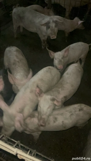 vand porci  - imagine 3