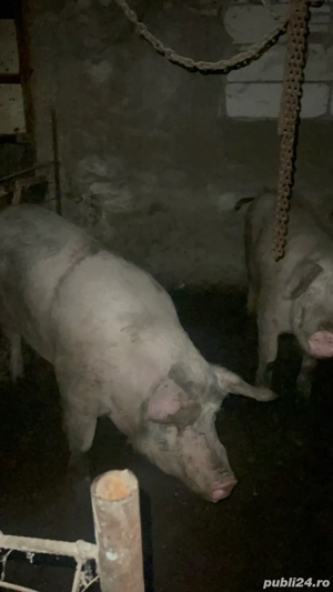 vand porci  - imagine 4