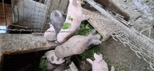 Vând porci de carne rasa Petrean - imagine 2