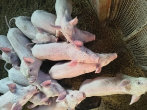 De vânzare purcei de 6 saptama 