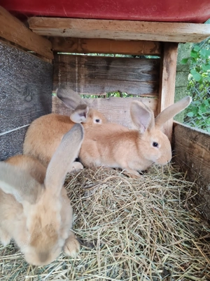 Vând iepuri uriași o