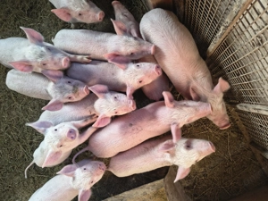 De vânzare purcei de 10 săptămâni  - imagine 3