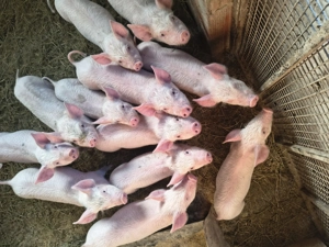 De vânzare purcei de 10 săptămâni  - imagine 2