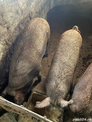 Porci magalita cu mistret - imagine 2