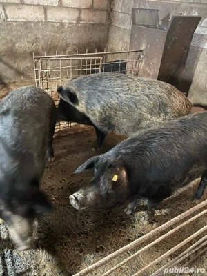 Porci magalita cu mistret - imagine 3