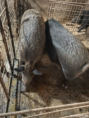 Porci magalita cu mistret - imagine 5