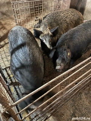 Porci magalita cu mistret - imagine 4