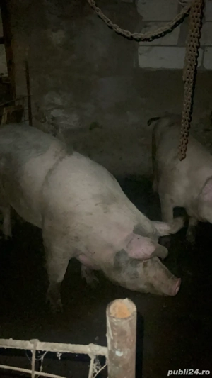 vand porci  - imagine 4