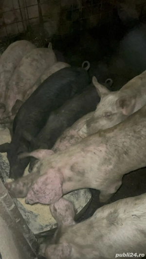 vand porci  - imagine 5