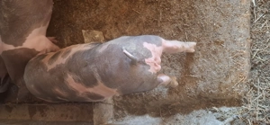 Vând purcei de rasa Petrean 