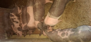 Vând purcei de rasa Petrean  - imagine 5