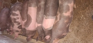 Vând purcei de carne .Petrean 