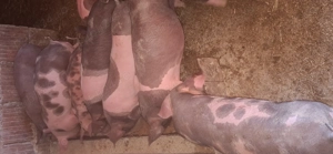 Vând purcei de carne .Petrean  - imagine 3