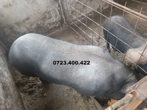 vand porci diferite marimi