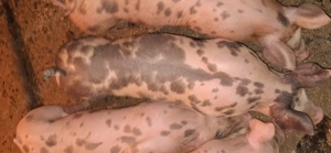 Vând purcei de rasa Petrean  - imagine 2