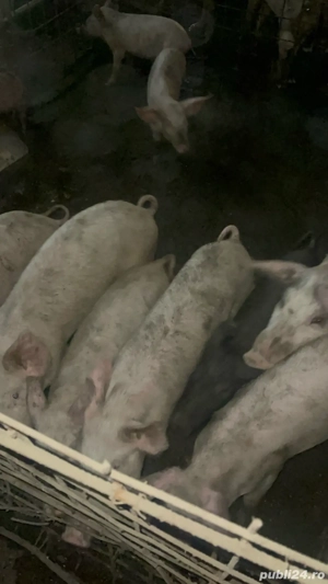 vand porci  - imagine 3