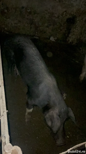 vand porci  - imagine 5