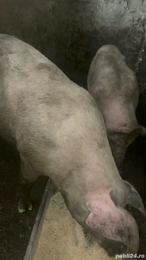 vand porci  - imagine 4