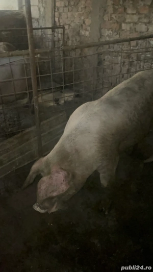 vand porci  - imagine 2