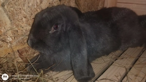 Când  schimb pereche de iepuri berbec german