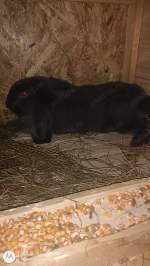 Vând   schimb pereche de iepuri berbec german - imagine 2