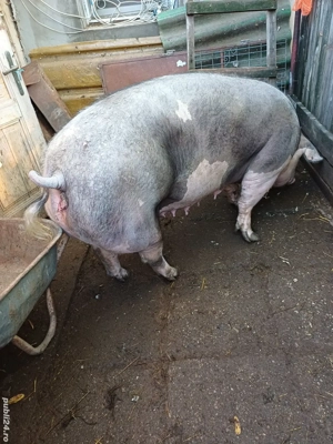 Porc mare, rasa de carne  - imagine 3