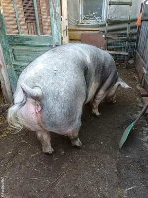 Porc mare, rasa de carne  - imagine 4