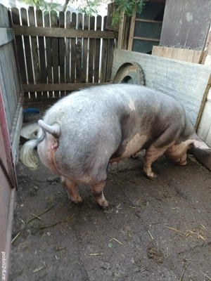 Porc mare, rasa de carne  - imagine 2