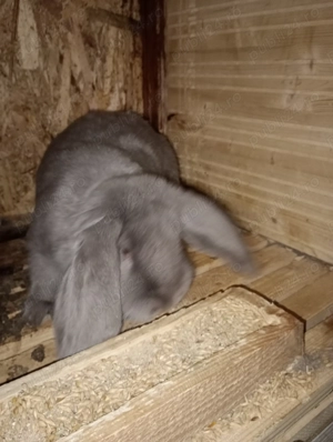 Vând   schimb pereche de iepuri berbec german - imagine 3