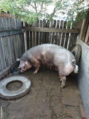 Porc mare, rasa de carne  - imagine 5