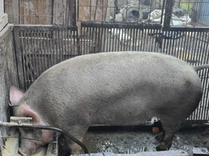 Porc de vanzare - imagine 2