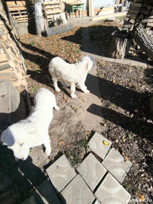 cateluse Ciobanesc de Bucovina