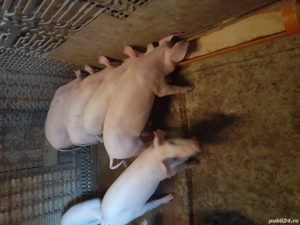 Vind soldani rasa de carne foarte frumoși. 