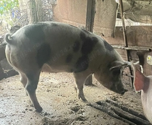 Porcu creascut in gospodarie la tara