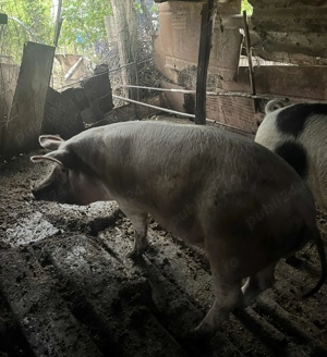 Porc crescut in gospodarie proprie