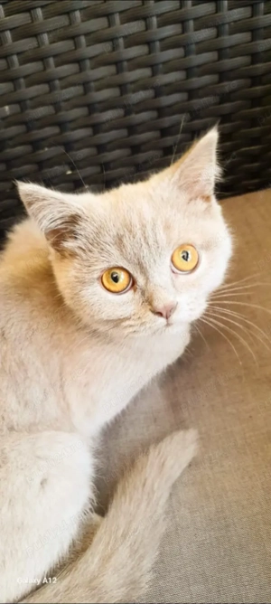 British Shorthair White 