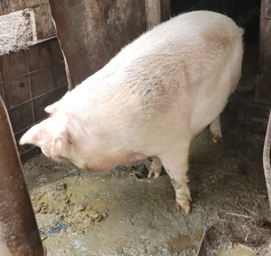 Porc de vanzare - imagine 2