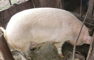 Porc de vanzare - imagine 3