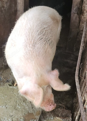 Porc de vanzare - imagine 4