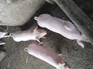 Vând purcei vârstă 7 săptămâni,porcii castrați 